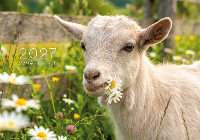 Календари с милыми козами